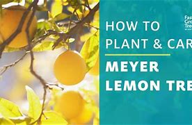 Image result for Meyer Lemon Tree Baby