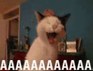 Image result for Happy Screaming Cat Meme