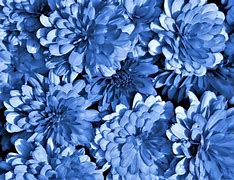 Image result for Blue Chrysanthemum Wallpaper