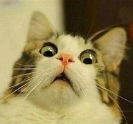 Image result for Surprised Cat Face Meme