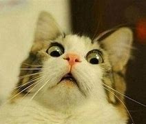 Image result for Surprised Cat Face Meme