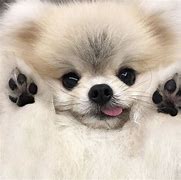 Image result for Cutest Dog On Earth