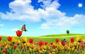 Image result for Tulip Butterfly