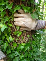 Image result for Dead-Tree Vines Climbing