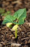 Image result for Growing Lima Beans