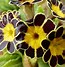 Image result for Primula Gold Lace