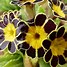 Image result for Primula elatior Gold Lace Black