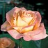 Image result for Hybrid Tea Rose Bouquet