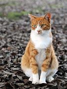 Image result for Big Orange Tabby Cat