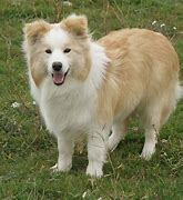 Image result for Collie Dog Breed Puppy