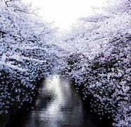 Image result for International Christian University Japan Cherry Blossoms