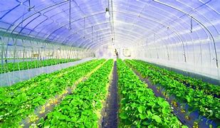Image result for iPhone Wallpaper Summer Greenhouse