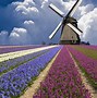 Image result for Wallpaper Netherlands Nature 4K