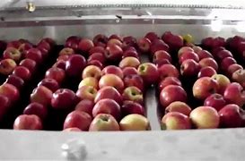 Image result for Apple Packing Line