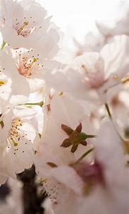 Image result for Apple Blossom Wallpaper
