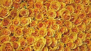 Image result for Gothic Rose Texture