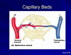 Image result for Capillary Bed Interstitial Fluid