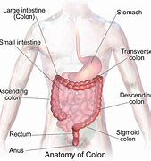 Image result for Large Intestine Is Part of Colon