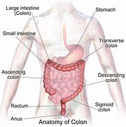 Image result for Inside the Intestines