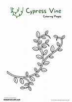 Image result for Cypress Vine