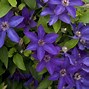 Image result for Clematis Perennial