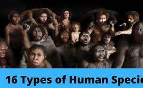 Image result for Different Kinds of Humans