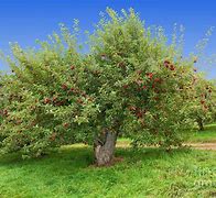 Image result for Full Size Apple Tree