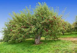 Image result for Biggest Apple Tree