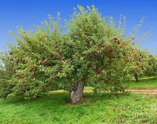 Image result for Latgest Apple Tree