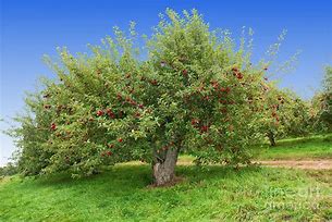 Image result for Big Apple Tree