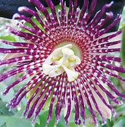 Image result for Hawaiian Passion Fruits