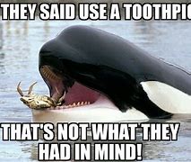 Image result for Whale Head Meme