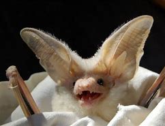 Image result for Desert Long-Eared Bat