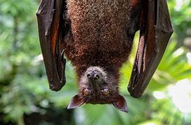 Image result for New York Bats