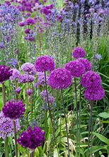 Image result for Allium Purple Sensation