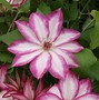 Image result for Clematis Picotee