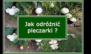 Image result for co_to_za_zarodki_pszenne