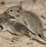 Image result for Four Striped Mouse