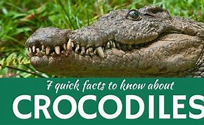 Image result for Facts About Crocodiles and Alligators