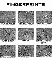 Image result for Plain Arch Fingerprint