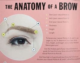 Image result for Anatomy of Eyebrow