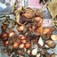 Image result for Top of Flower Bulbs
