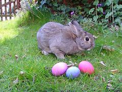 Image result for Easter Bunny Is Coming