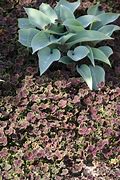 Image result for Trifolium repens Pentaphyllum