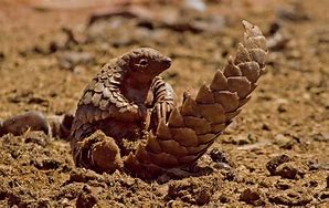 Image result for Small Pangolin