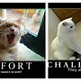 Image result for Motivational Cat Meme