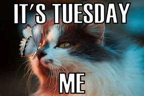 Image result for Happy Tuesday Pictures Funny