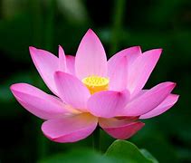 Image result for Japanese Lotus Flower Meaning