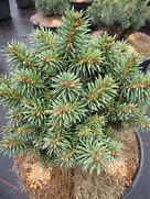 Image result for Picea pungens Pali
