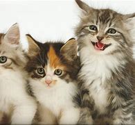 Image result for High Quality Cat Pictures